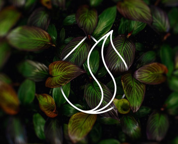 Logo-Design-Samian-Green-House